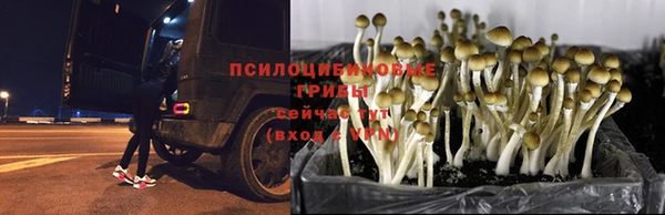 индика Алзамай